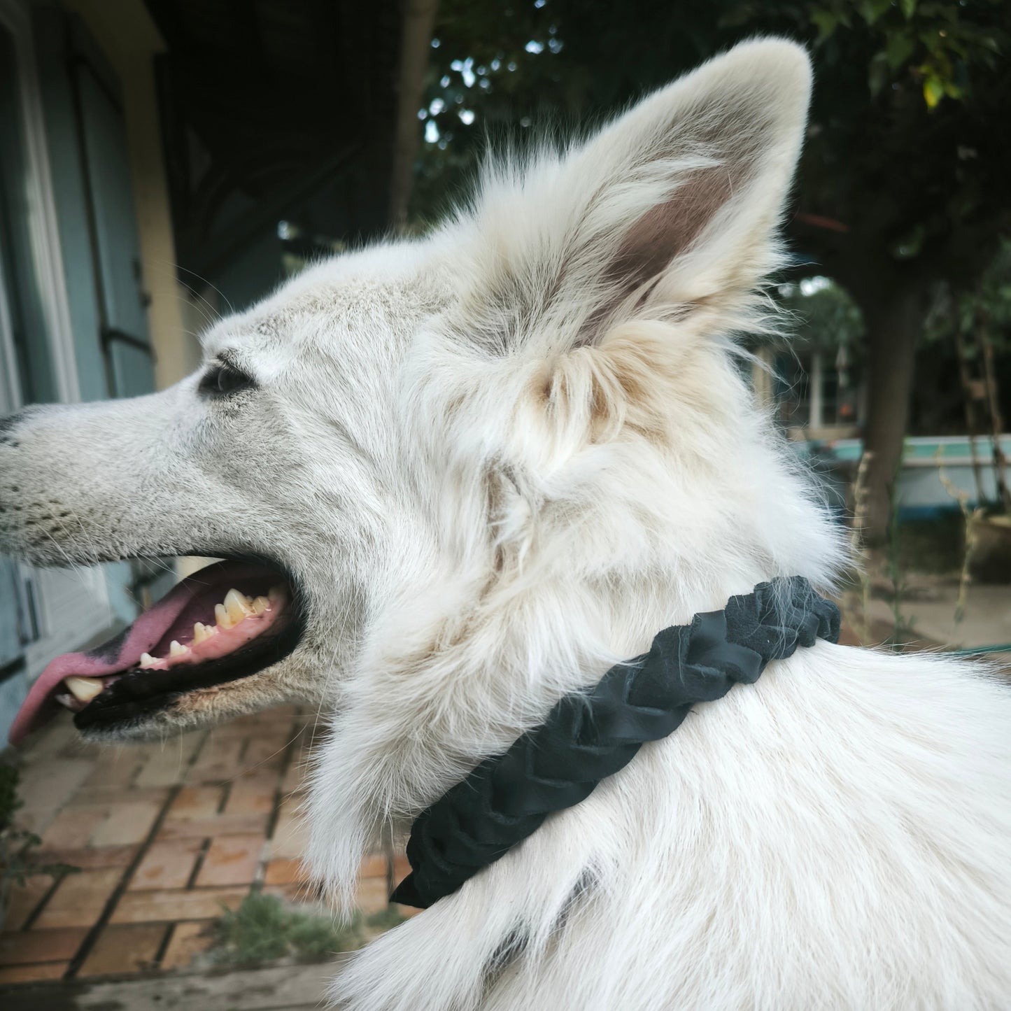 Collier pour chien Taranis est un collier stressé en cuir noir, marron ou cognac.