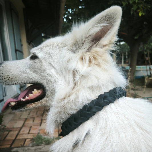 Collier pour chien Taranis est un collier stressé en cuir noir, marron ou cognac.